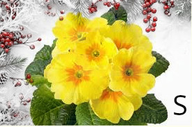 Confezione di Natale - Primula salata