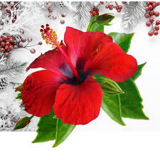 Confezione di Natale - Camomilla (copia)