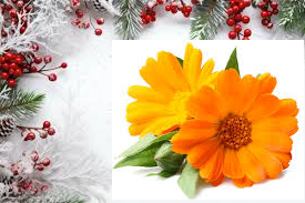 Confezione di Natale - Calendula